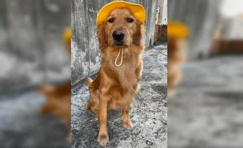 Perrito salva a su dueña del coronavirus, rompe su pasaporte y evita que viaje a Wuhan