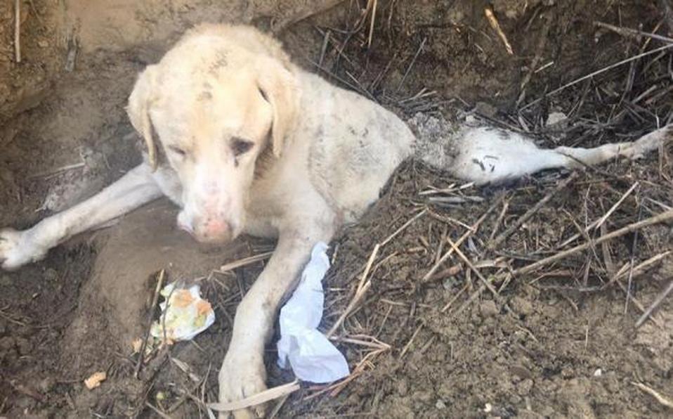 Perrito es enterrado vivo, pero logran rescatarlo [VIDEO]