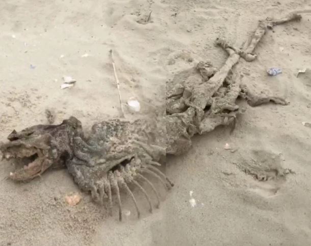 ¡Es el chupacabras!, aseguran en redes sociales sobre criatura hallada en la playa