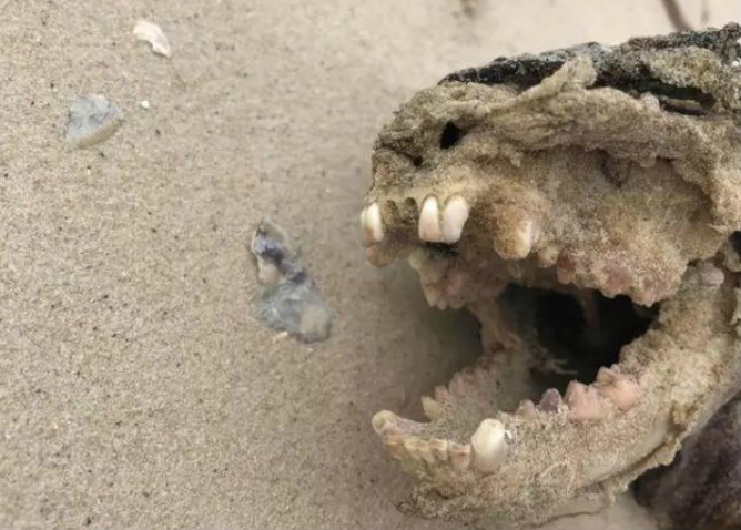 ¡Es el chupacabras!, aseguran en redes sociales sobre criatura hallada en la playa