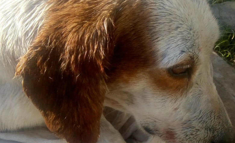 Perro es hallado cargando cráneo humano en el hocico