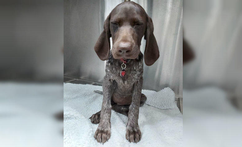 Perrito se come el anillo de compromiso de su dueña y una radiografía lo confirma (FOTOS)