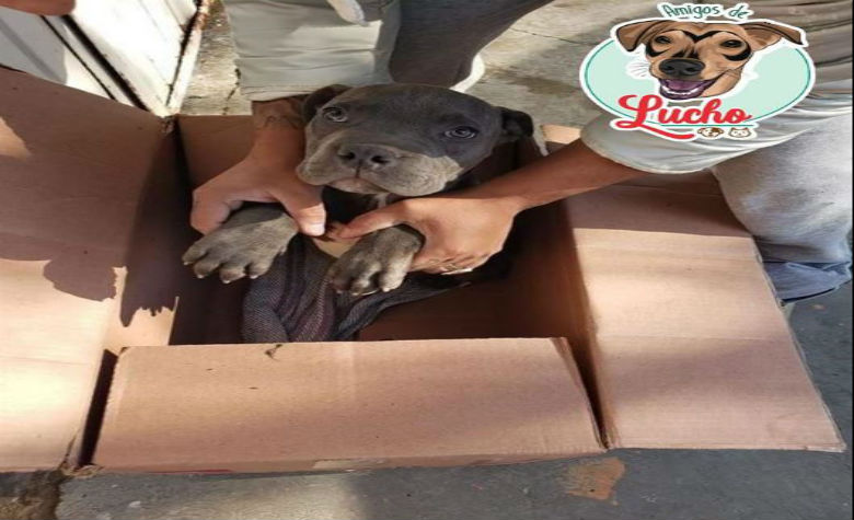 Niño da en adopción a su perrito para evitar que su papá lo maltrate y se vuelve viral