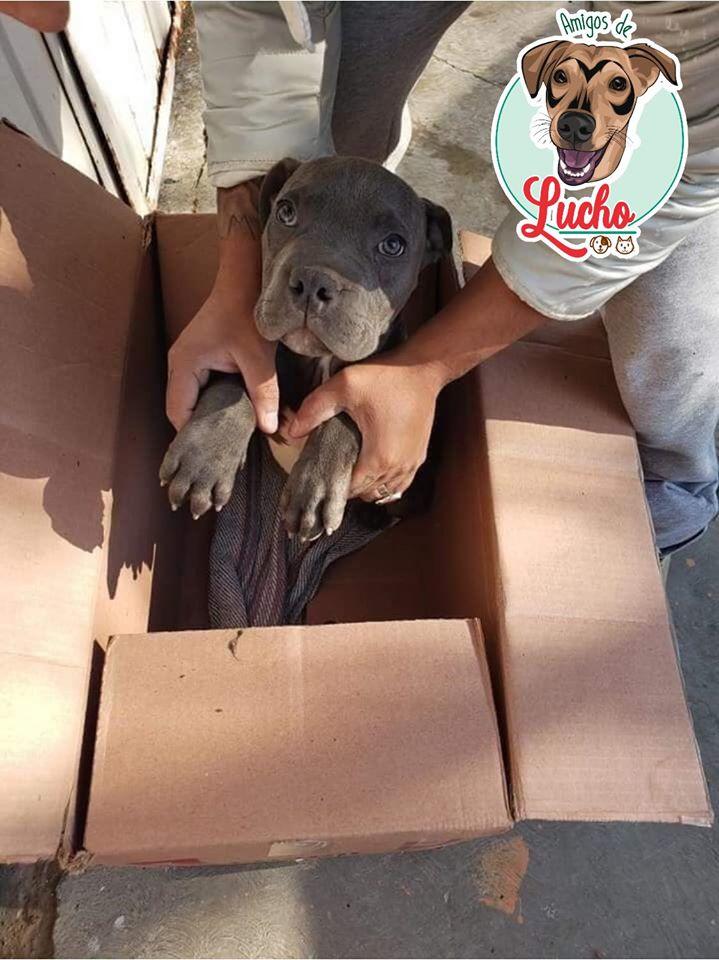 Niño da en adopción a su perrito para evitar que su papá lo maltrate y se vuelve viral