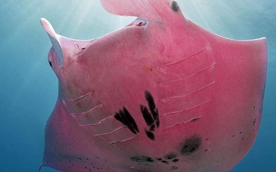 Revelan fotos de mantarraya rosa, especie única en el mundo