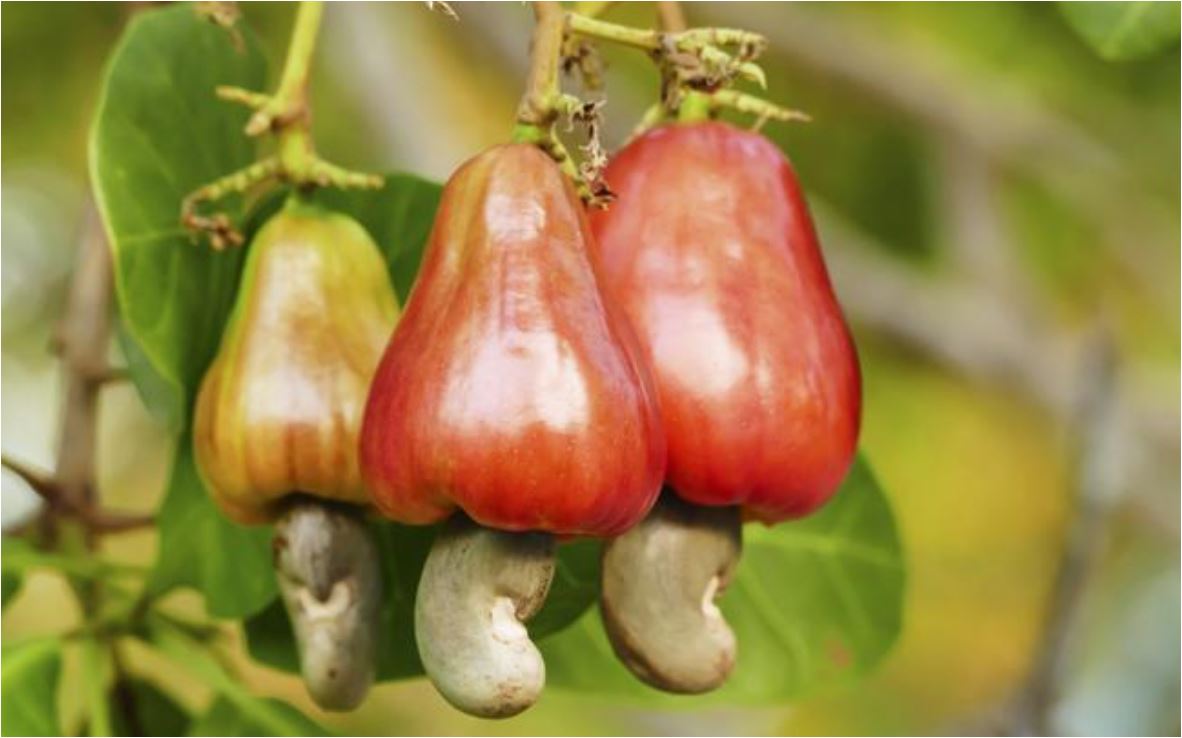 CONÓCELOS: Estos son los alimentos MÁS peligrosos del mundo