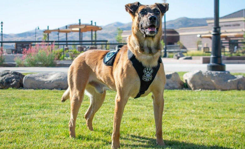Perro policía muere en cumplimiento de su deber y le fabrican ataúd personalizado (FOTOS)