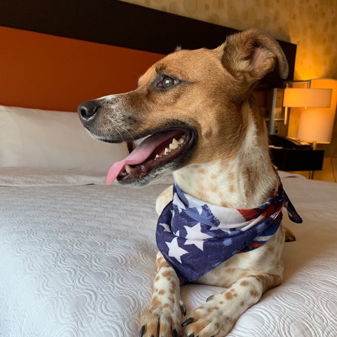 Hotel ofrece a huéspedes criar un perrito durante su estancia y adoptarlo después