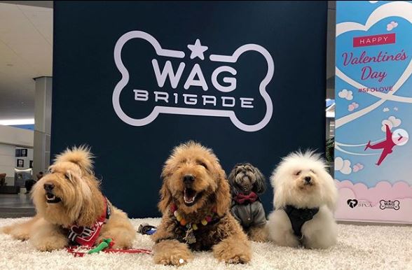 Aeropuerto crea brigada con perritos y un cerdito para aliviar estrés de pasajeros (FOTOS)