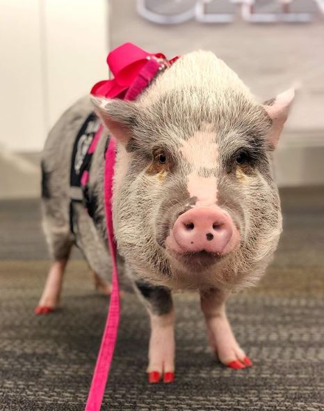 Aeropuerto crea brigada con perritos y un cerdito para aliviar estrés de pasajeros (FOTOS)
