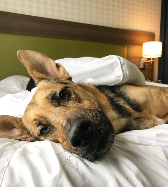 Hotel ofrece a huéspedes criar un perrito durante su estancia y adoptarlo después