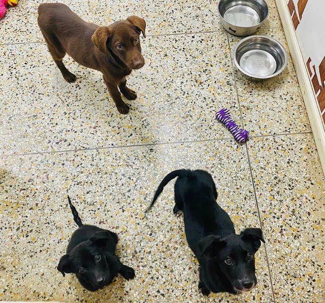 Perrito sonríe a todos a su paso para convencerlos que lo adopten (VIDEO)
