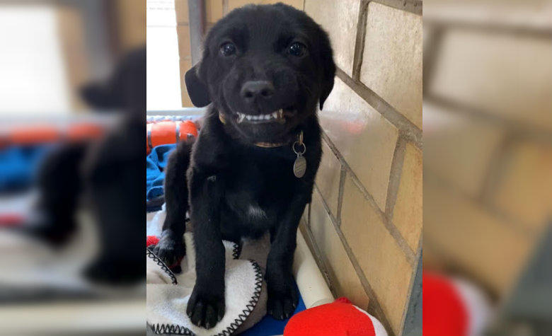 Perrito sonríe a todos a su paso para convencerlos que lo adopten (VIDEO)