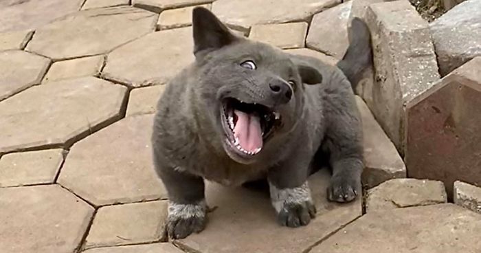 ¿El primer perro-gato?