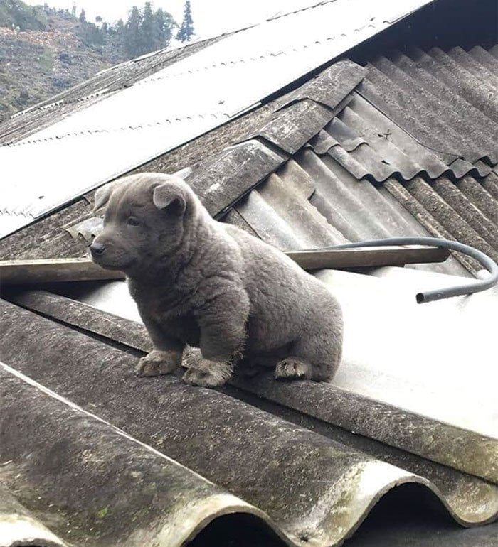 ¿El primer perro-gato?
