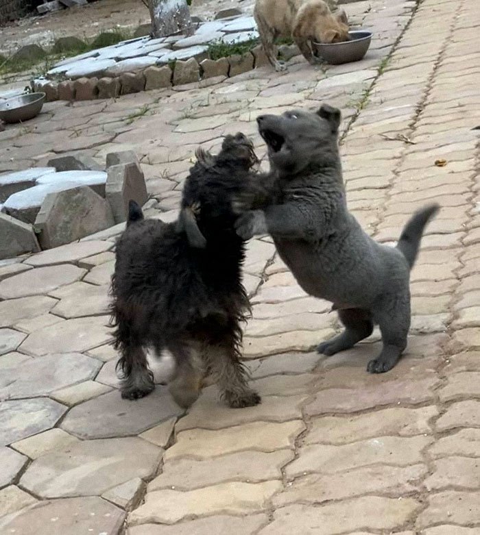 ¿El primer perro-gato?