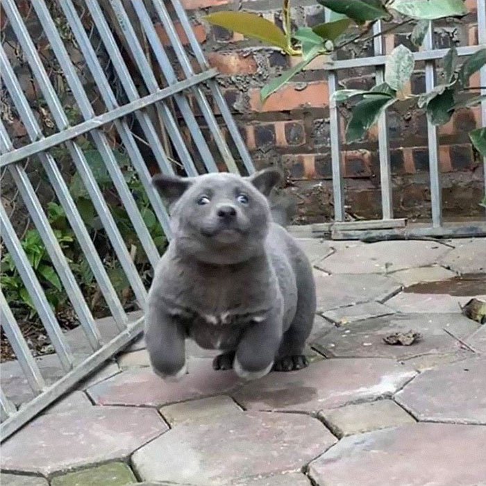 ¿El primer perro-gato?