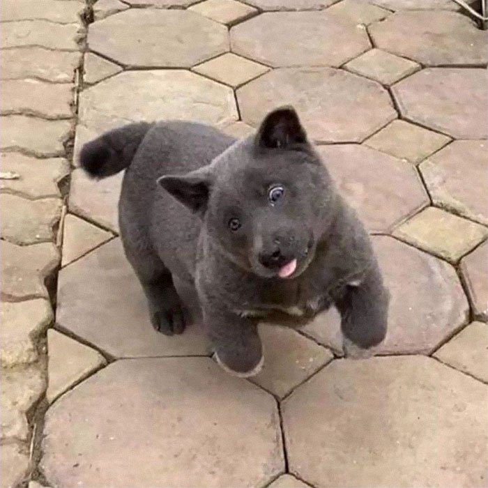 ¿El primer perro-gato?