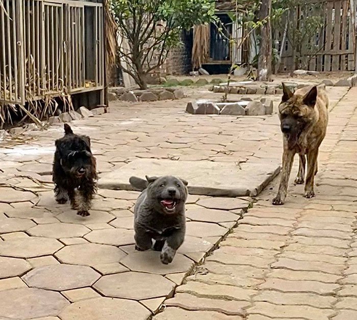 ¿El primer perro-gato?