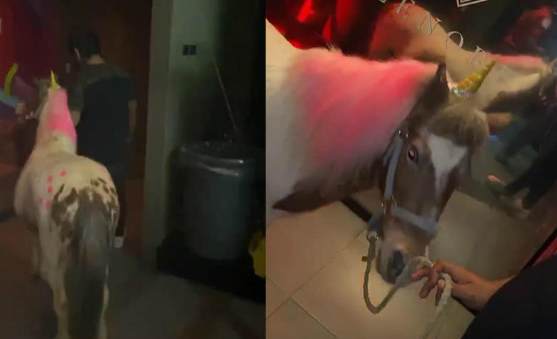 Clausuran bar por usar un poni para entretener a sus clientes