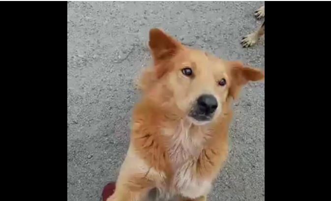 Tras extraviarse, perrita de 7 años sufre abuso