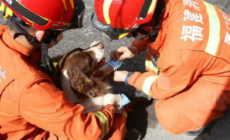 Pese a heridas en sus patas, perrito trabaja para encontrar personas en escombros de un hotel