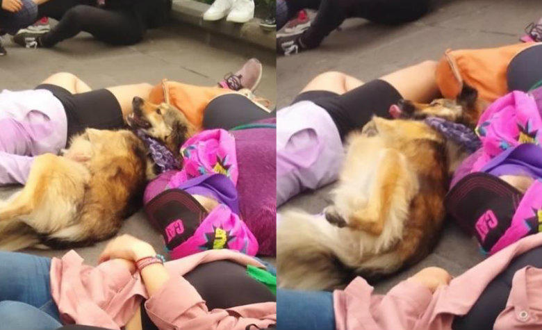 Perrito 'se hace el muerto' durante marcha en protesta feminista [FOTOS]