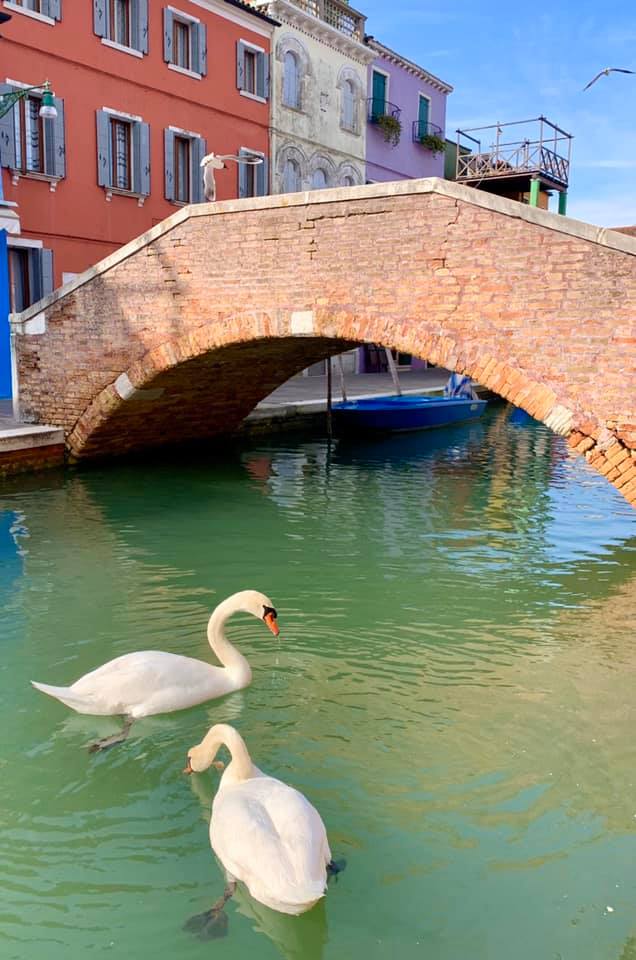 Canales de Venecia lucen aguas cristalinas por cuarentena de Covid-19