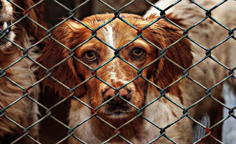 Pandemia de COVID-19 afecta adopciones de animales en refugios