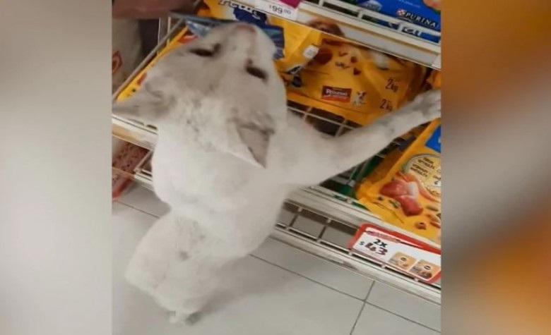 Conejo, el gato que convence a las personas para que le compren comida (VIDEO)