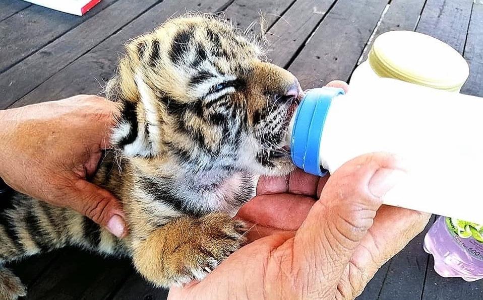 Nace tigre de bengala en Veracruz, lo "bautizan" como Covid