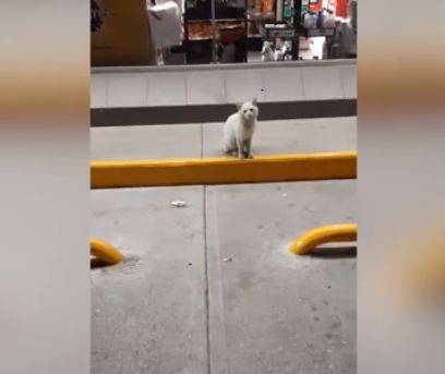 Conejo, el gato que convence a las personas para que le compren comida (VIDEO)