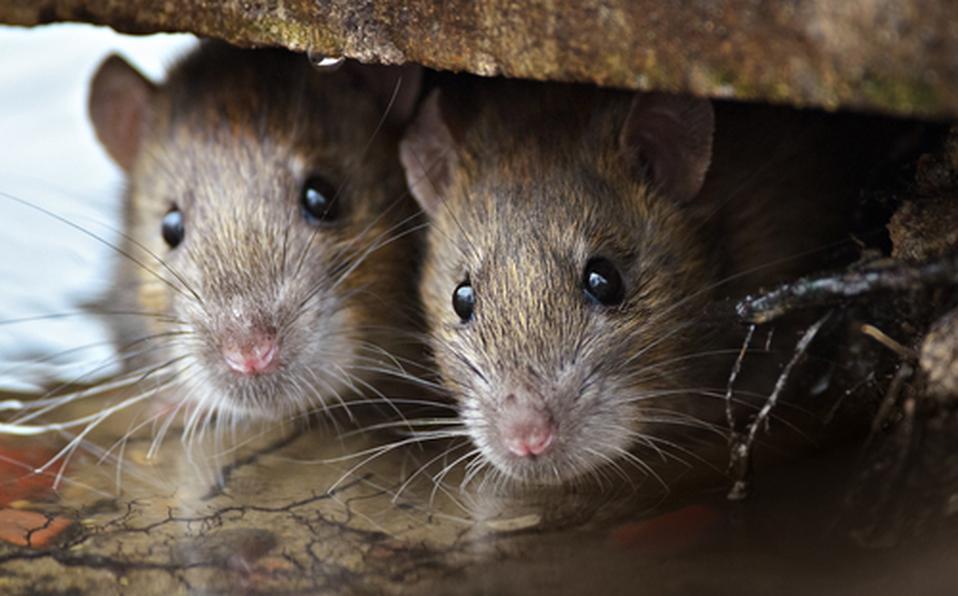 Telediario Media Muerte de hombre por culpa del hantavirus crea pánico en China