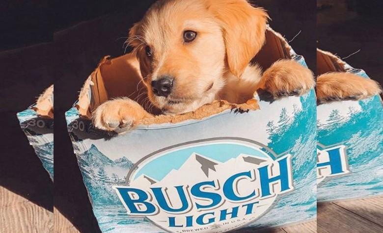 Regalan tres meses de cerveza a quien adopte un perrito durante la cuarentena