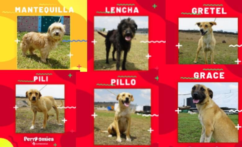 No pases la cuarentena solo, mejor adopta un ‘perroomie’