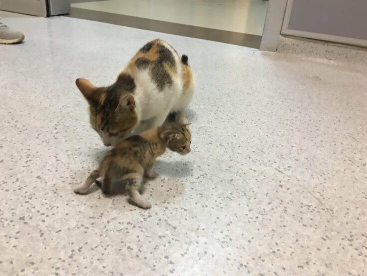 Gatita callejera busca ayuda para su cría en hospital de Estambul