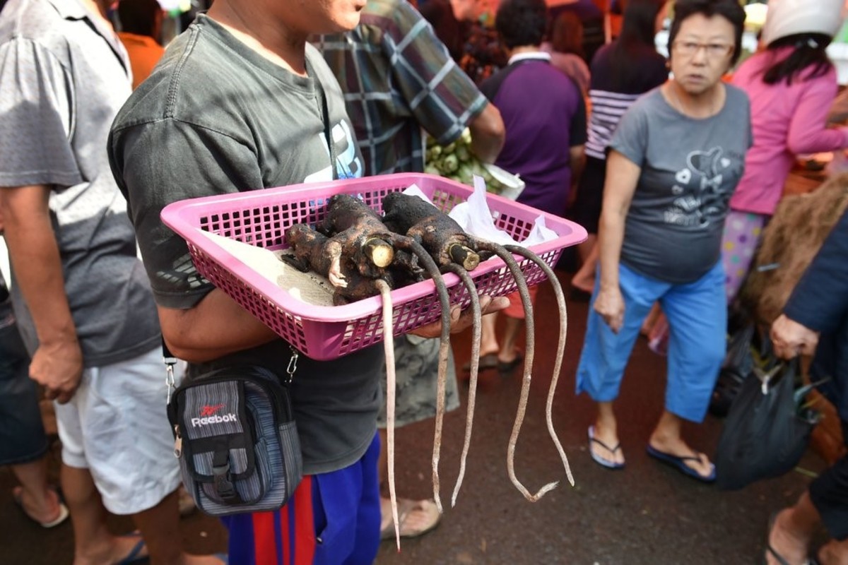 Coronavirus: Murciélagos, serpientes, perros y gatos son todavía platillos cotidianos en Bangkok
