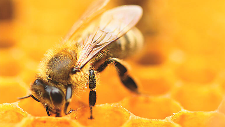 Por terror a los "avispones asesinos", matan indiscriminadamente a cientos de abejas