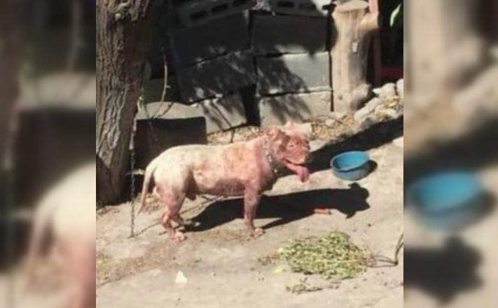 Muere un joven tras desangrarse al ser atacado en el cuello por su propio perro