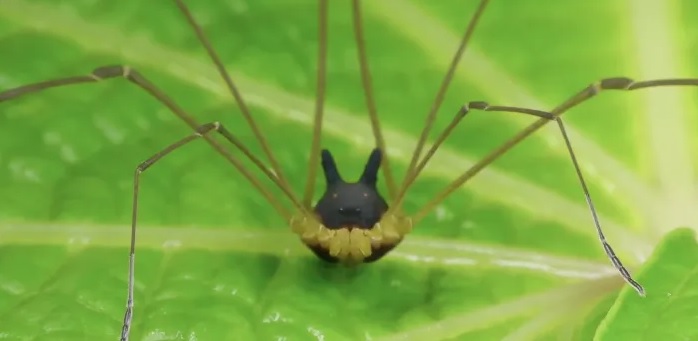 VIDEO: Conoce a la ‘Araña Cabeza de Perro’ descubierta en 2017