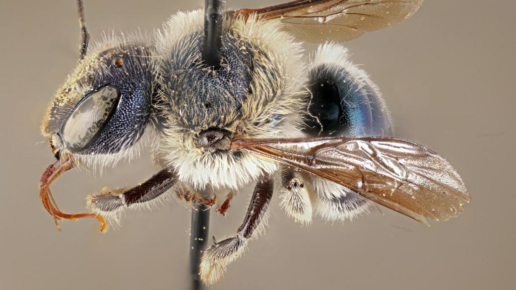 Reaparece en Estados Unidos abeja azul que se creía extinguida