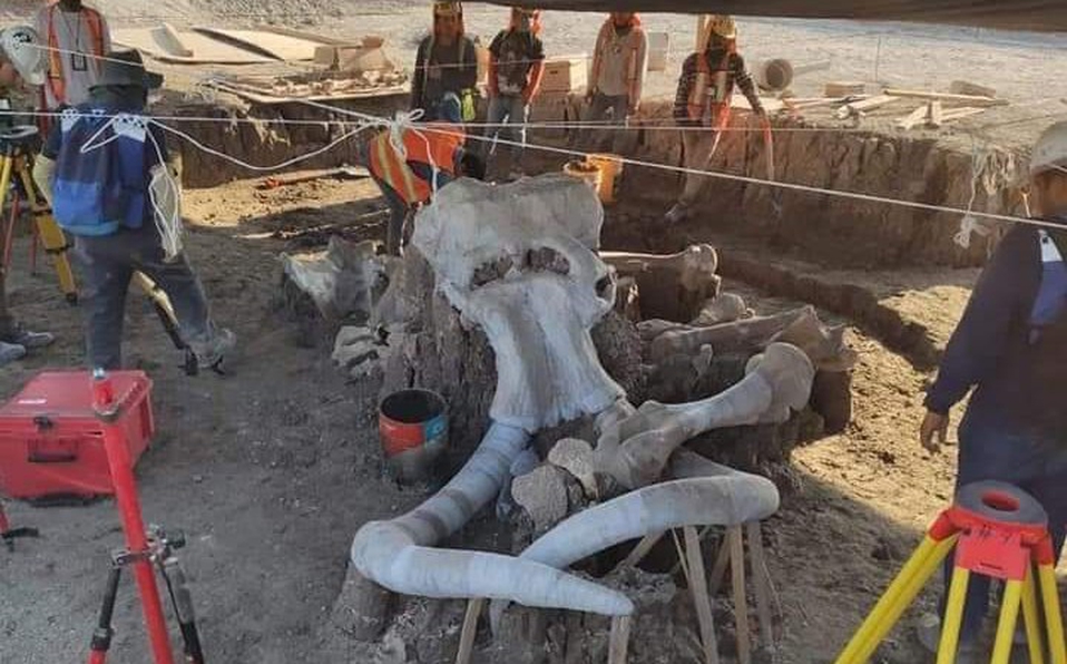 Descubren restos fósiles de 60 mamuts en el nuevo Aeropuerto de Santa Lucía [VIDEO]