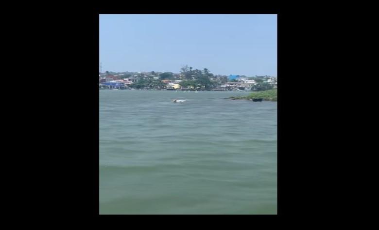 VIDEOS: Denuncian en redes abandono de perros en una isla de Veracruz