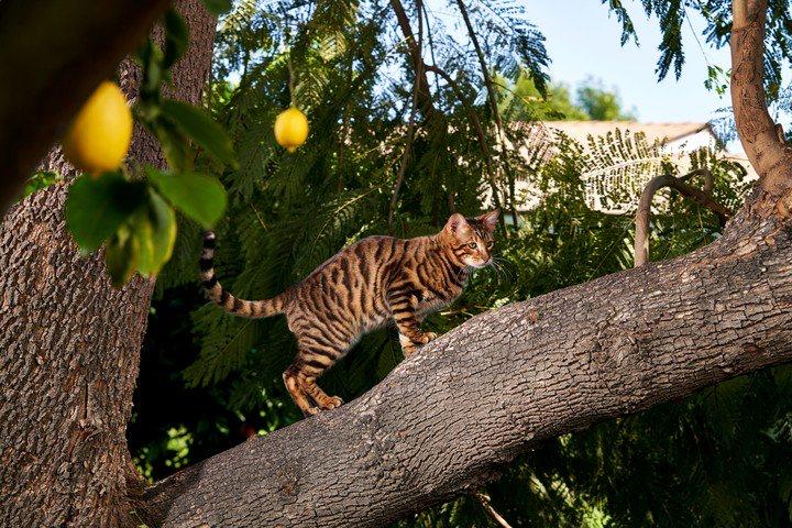 Toyger; el gato híbrido que parece tigre
