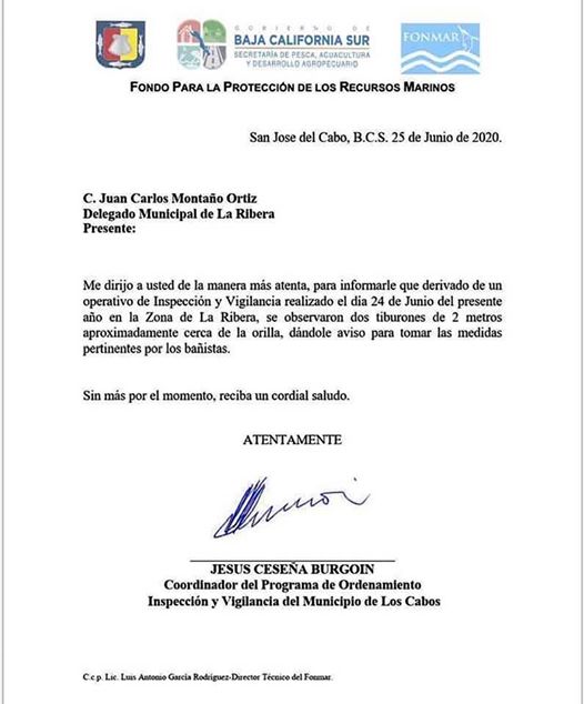 Piden cerrar playa de Los Cabos por la presencia de dos tiburones