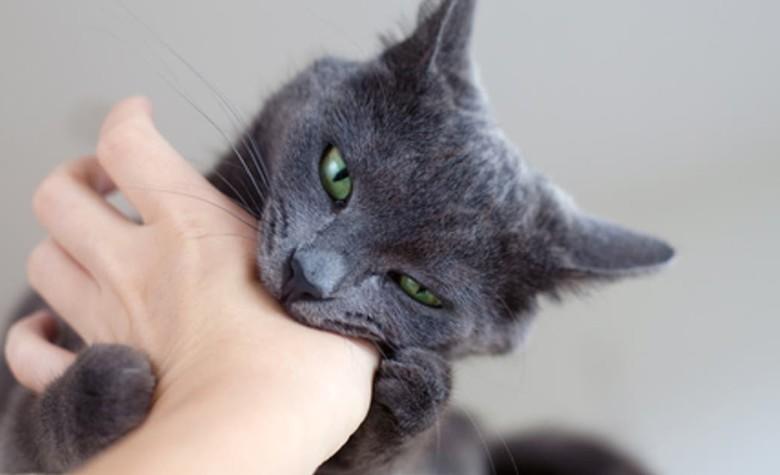 Alarma en Italia por extraño virus que un gato transmitió a su dueña