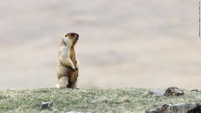 Reportan brote de peste bubónica en Mongolia interior de China