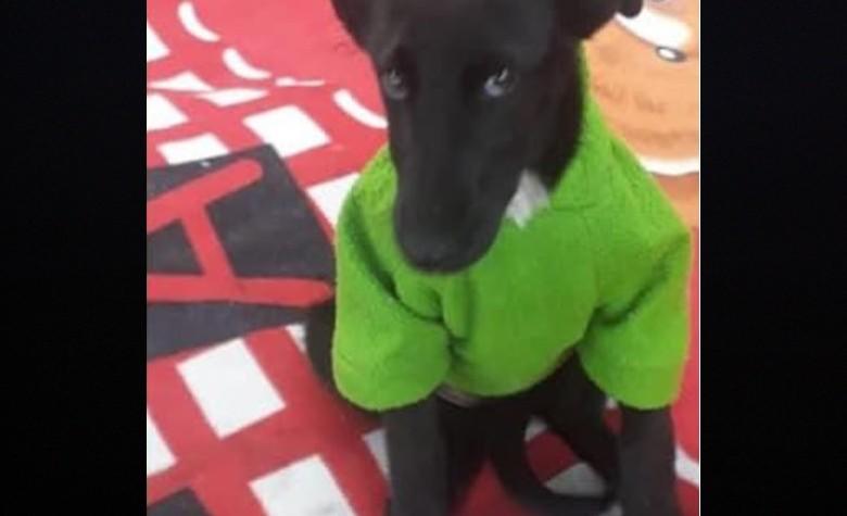 Mujer desprecia a perrita por ser “negrita”, su historia se viraliza y encuentra una familia