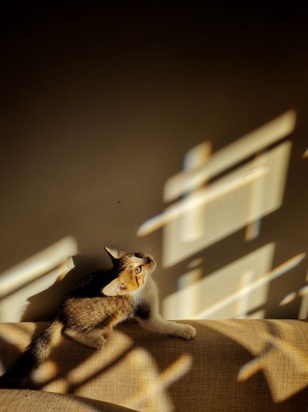 Cinco trucos para tomarle fotografías a tus mascotas desde casa