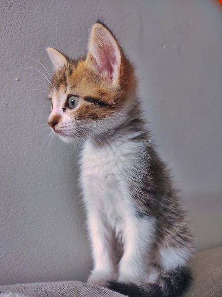 Cinco trucos para tomarle fotografías a tus mascotas desde casa